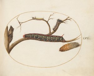 プレート 60: リーフィスパージ スズメガの毛虫、さなぎ、その他の毛虫 作： Joris Hoefnagel