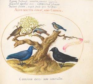 プレート 61: アオカラス(?)、カラス、四十雀またはシジュウカラ、およびその他の鳥 作： Joris Hoefnagel