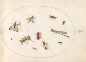 プレート 64: トンボとカブトムシを含む 11 の昆虫 作： Joris Hoefnagel