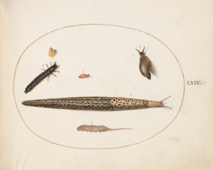 プレート 64: ヒョウナメクジ、オサムシの幼虫、ネズミ尾ウジ、およびその他の生き物