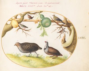 プレート 64: 2 羽のヤマウズラ、ミソサザイ、その他の鳥 作： Joris Hoefnagel