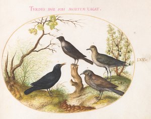 プレート 65: クロウタドリ、ムクドリ (?)、およびその他の鳥