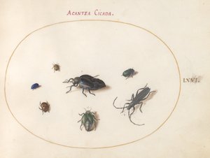 プレート 66: アブラハムシ 2 匹、カミキリムシ 1 匹、その他の昆虫 4 匹 作： Joris Hoefnagel