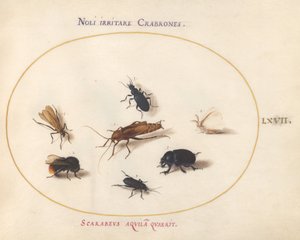 Plate 67: シロチョウとミツバチを含む7つの昆虫 作： Joris Hoefnagel
