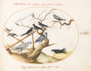プレート 68: ライチョウ、ツバメ、その他の鳥 作： Joris Hoefnagel