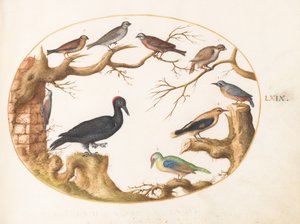 プレート69：クマゲラ、ヨーロッパアオゲラ、ゴジュウカラ、その他の鳥 作： Joris Hoefnagel