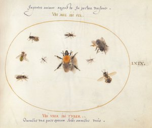 プレート 69: 9 つのミツバチとその他の昆虫 作： Joris Hoefnagel