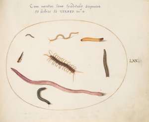 プレート 70: ミミズ、ムカデ、ヤスデ、およびその他の長い生き物 作： Joris Hoefnagel