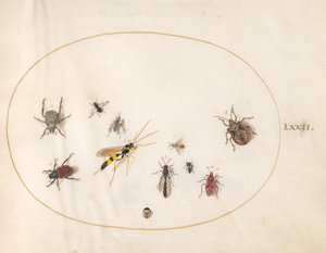 プレート 72: シールド バグ、シナモン バグ、スズメバチ、およびその他の昆虫 作： Joris Hoefnagel