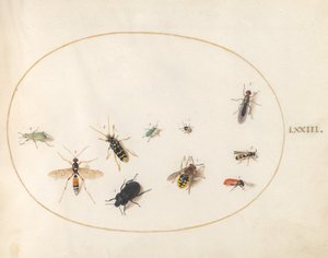 プレート 73: 十匹の昆虫 作： Joris Hoefnagel
