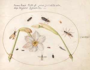 プレート 74: 白い水仙と昆虫 作： Joris Hoefnagel