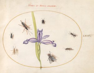 プレート 75: ハエと虹彩を持つ他の昆虫 作： Joris Hoefnagel