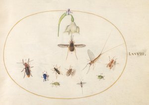 第77図版：白い花、カゲロウ、青いゾウムシ、その他の昆虫を伴う斑点のあるビーバエ 作： ヨリス・ヘフナーゲル