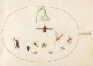 プレート 77: ハチドリ オオスカシバと白い花、青と緑のゾウムシ、その他の昆虫 作： Joris Hoefnagel