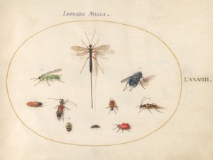 プレート 78: アオバエを含む 10 の昆虫 作： Joris Hoefnagel