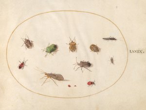 プレート 79: シールド バグを含む 12 の昆虫 作： Joris Hoefnagel