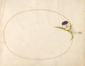 プレート80：紫と黄色のビオラ 作： Joris Hoefnagel
