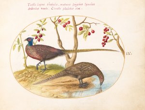 第9図版：実をつけた植物と二羽のキジ 作： ヨリス・ヘフナーゲル