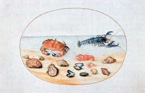 貝殻と貝類、16世紀 作： Joris Hoefnagel