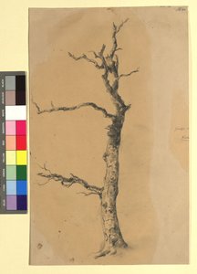 Studie eines kahlen Baumes 作： ヨーゼフ・クリフバー