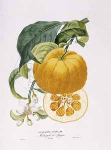 オレンジの木の自然史、1818-20 作： Joseph Antoine Risso