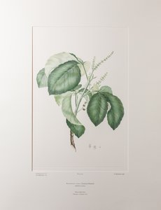 アロフィルス・コッベ（ムラサキ科） - バンクス『フロリレギウム』365版、1771-84年頃（紙に銅版画）