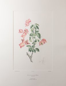 Bouganvillea spectabilis (Nyctaginaceae) - バンクス『フロリレギウム』355版、1771-84年頃（紙に銅版画） 作： Joseph Banks
