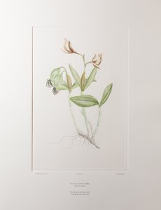 カトレア・フォルベシイ（ラン科） - バンクス『フロリレギウム』358版、1771-84年頃（紙に銅版画）