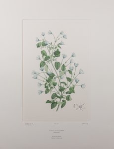 クレマチス・フォルステリ（キンポウゲ科） - バンクス『フロリレギウム』402版、1771-84年頃（紙に銅版画）