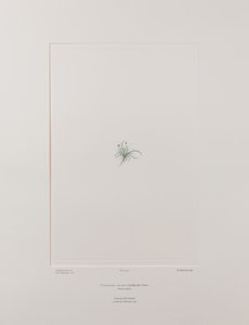 コロバンサス・アペタルス（カリオフィラ科） - バンクス『フロリレギウム』414版、1771-84年頃（紙に銅版画） 作： Joseph Banks