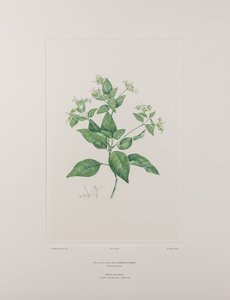 Dicliptera bracteata（アカネ科） - バンクス『フロリレギウム』第636版、1771-84年頃（紙に銅版画）