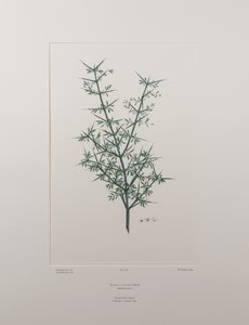 ディスカリア・トゥマトウ（クロウメモドキ科） - バンクス『フロリレギウム』426版、1771-84年頃（紙に銅版画）