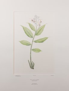 Globba marantina（ジンチョウゲ科） - バンクス『フロリレギウム』390版、1771-84年頃（紙に銅版画）