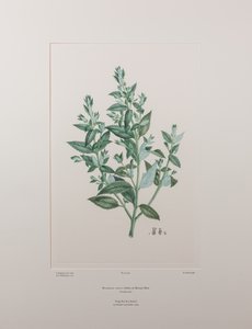 Haloragis erecta (Haloragidaceae) - バンクス『フロリレギウム』439版、1771-84年頃（紙に銅版画） 作： Joseph Banks