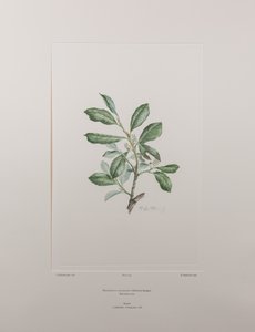 ヘベルデニア・バハメンシス（Myrsinaceae） - バンクス『フロリレギウム』395版、1771-84年頃（紙に銅版画）
