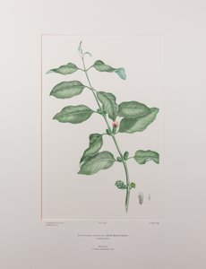 レペオステゲレス・ジェミニフロラス（ラン科） - バンクス『フロリレギウム』386版、1771-84年頃（紙に銅版画）