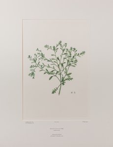 レピディウム・フレキシカウレ（アブラナ科） - バンクス『フロリレギウム』409版、1771-84年頃（紙に銅版画）