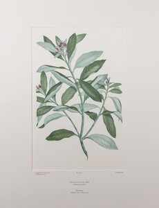 Pittosporum ralphii (Pittosporaceae) - バンクス『フロリレギウム』413版、1771-84年頃（紙に銅版画）
