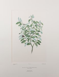 Pittosporum tenuifolium (Pittosporaceae) - バンクス『フロリレギウム』412版、1771-84年頃（紙に銅版画）