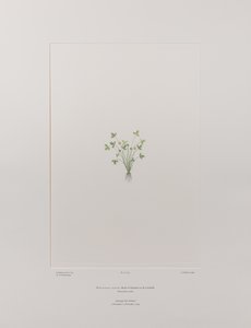 キンポウゲ科キンポウゲ属 - バンクス『フロリレギウム』403版、1771-84年頃（紙に銅版画
