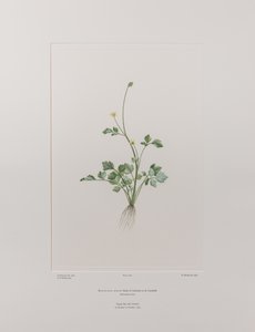 キンポウゲ科キンポウゲ属 - バンクス『フロリレギウム』404版、1771-84年頃（紙に銅版画