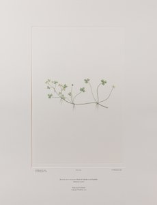 キンポウゲ科キンポウゲ属 - バンクス『フロリレギウム』405版、1771-84年頃（紙に銅版画
