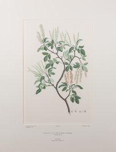 Weinmannia sylvicola (Cunoniaceae) - バンクス『フロリレギウム』436版、1771-84年頃（紙に銅版画）