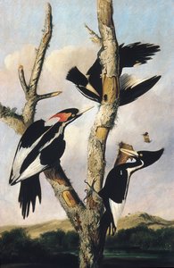 アイボリー請求キツツキ、ca。 1830-31。