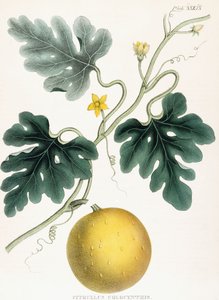 コロシント、「医療植物学のイラスト：マテリアメディカの重要な記事を提供する植物の着色された図からなる」から。 JHコーレン、1847年 作： Joseph Carson