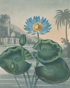 エジプトの青い睡蓮、1804年9月11日。