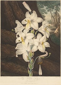 フローラの神殿、または自然の庭園：多彩な葉を持つ白いユリ...、1800年。 作： Joseph Constantine Stadler