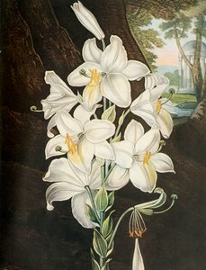 ホワイトリリー、c1800、1948。 作： Joseph Constantine Stadler