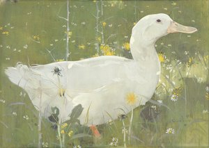 The White Drake（ガッシュ、キャンバス 作： Joseph Crawhall
