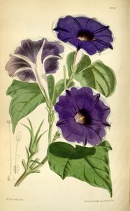 Ipomoea nil、1868 作： Joseph Dalton Hooker
